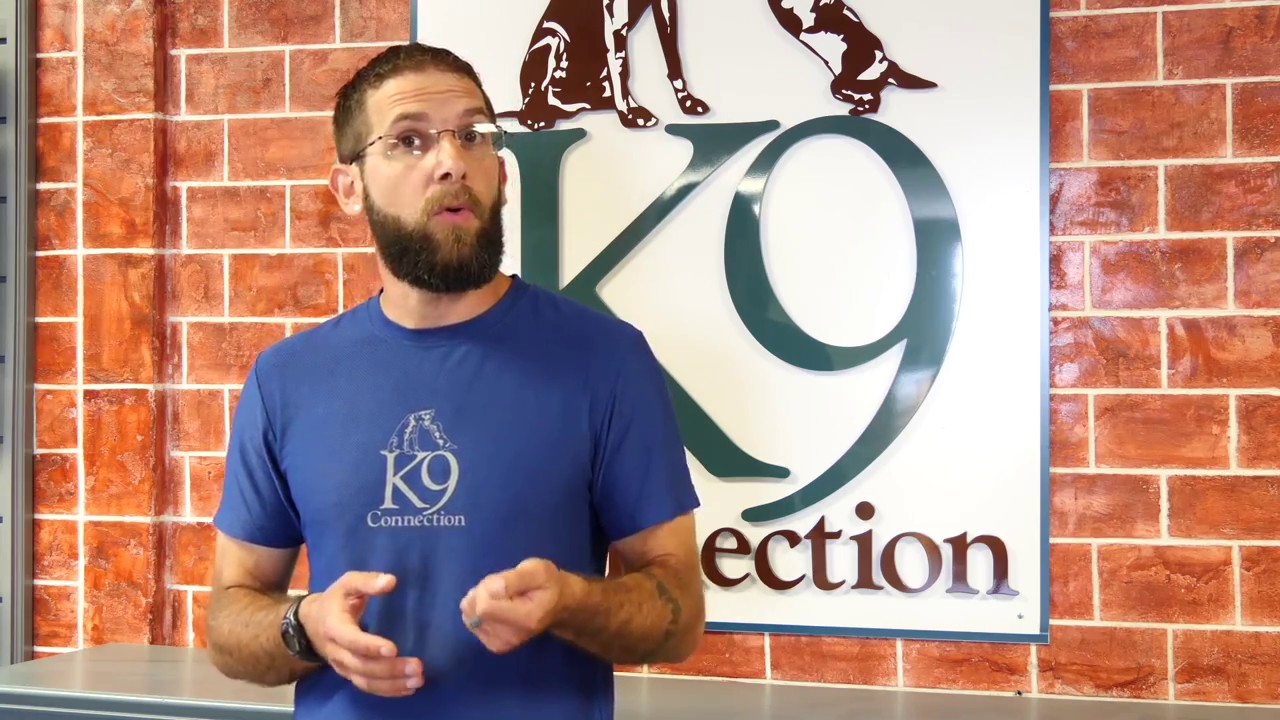 Rehabilitating a Dog Aggressive German Shepherd | K9 Connection Buffalo NY