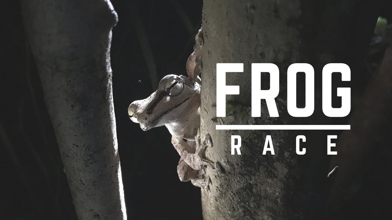 Frog Race l Mandabee
