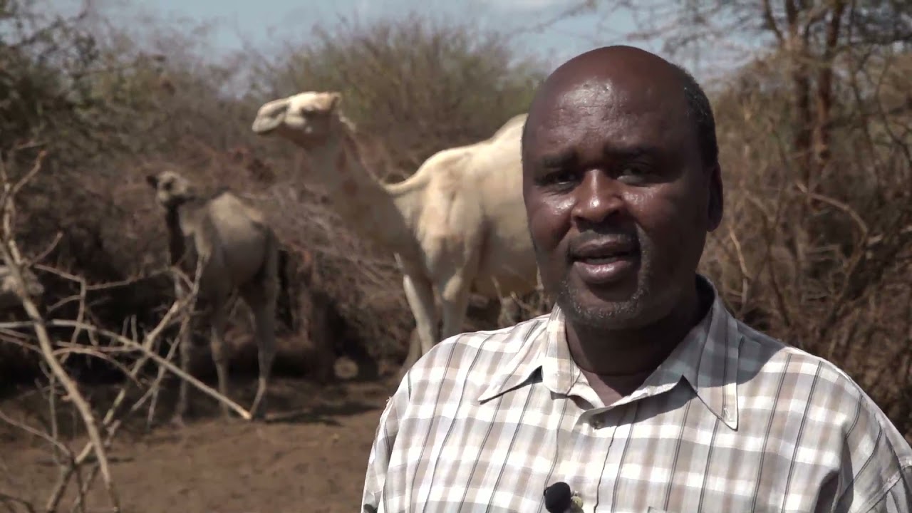 Somali Camel Multiplication