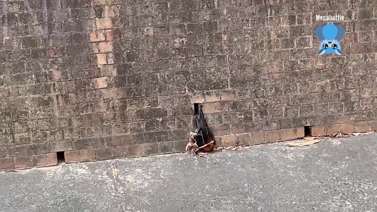Rescuing a flying-fox from a stormwater drain:  this is Bundy