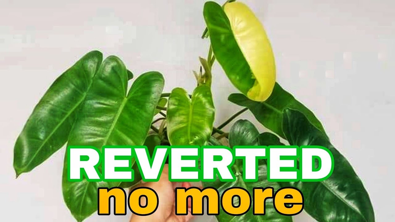 Bring back the Variegation of Reverted Philodendron Burle Marx + Care and Propagation