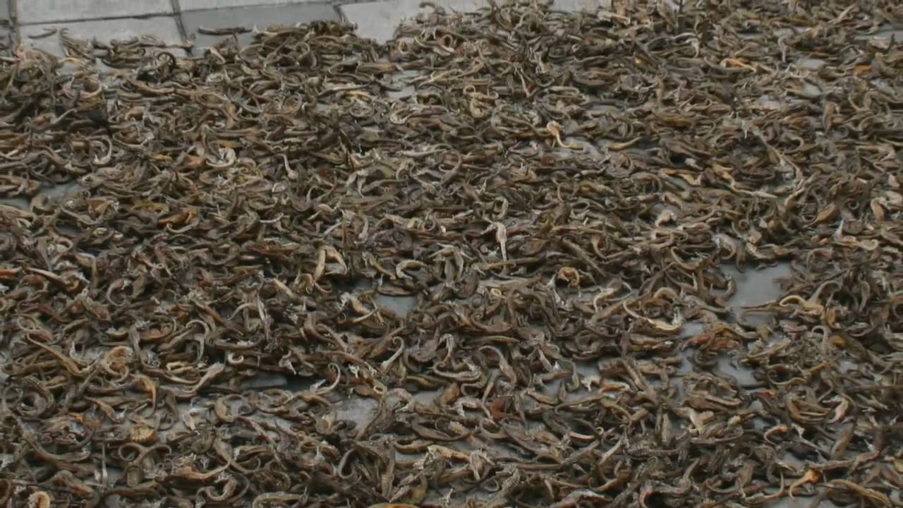 Seahorse Sleuth - KQED QUEST
