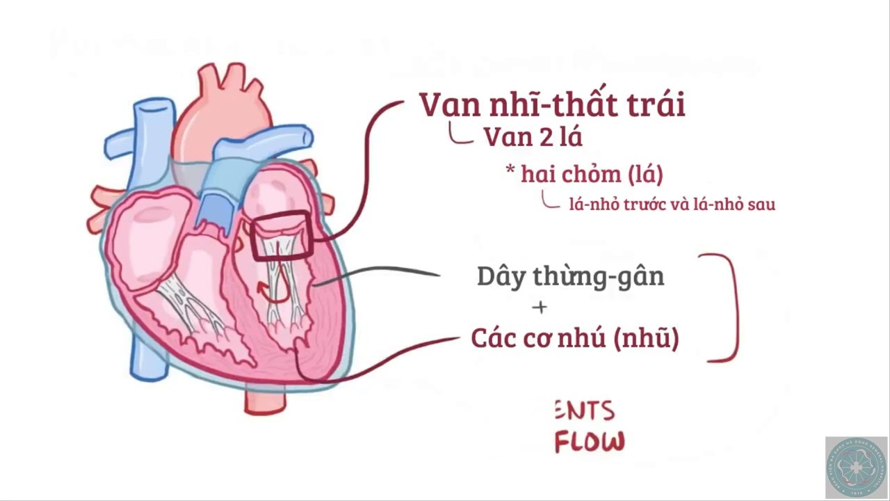 Giải phẫu sinh lý hệ tuần hoàn