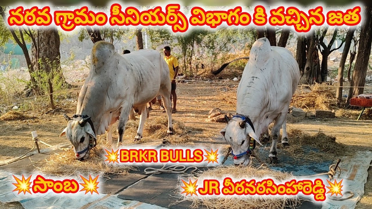 నరవ గ్రామం సీనియర్స్ విభాగం కి వచ్చిన జత 🦁BRKR BULLS🦁 బోరెడ్డి కేశవ రెడ్డి గారు 7-3-2026💥💥