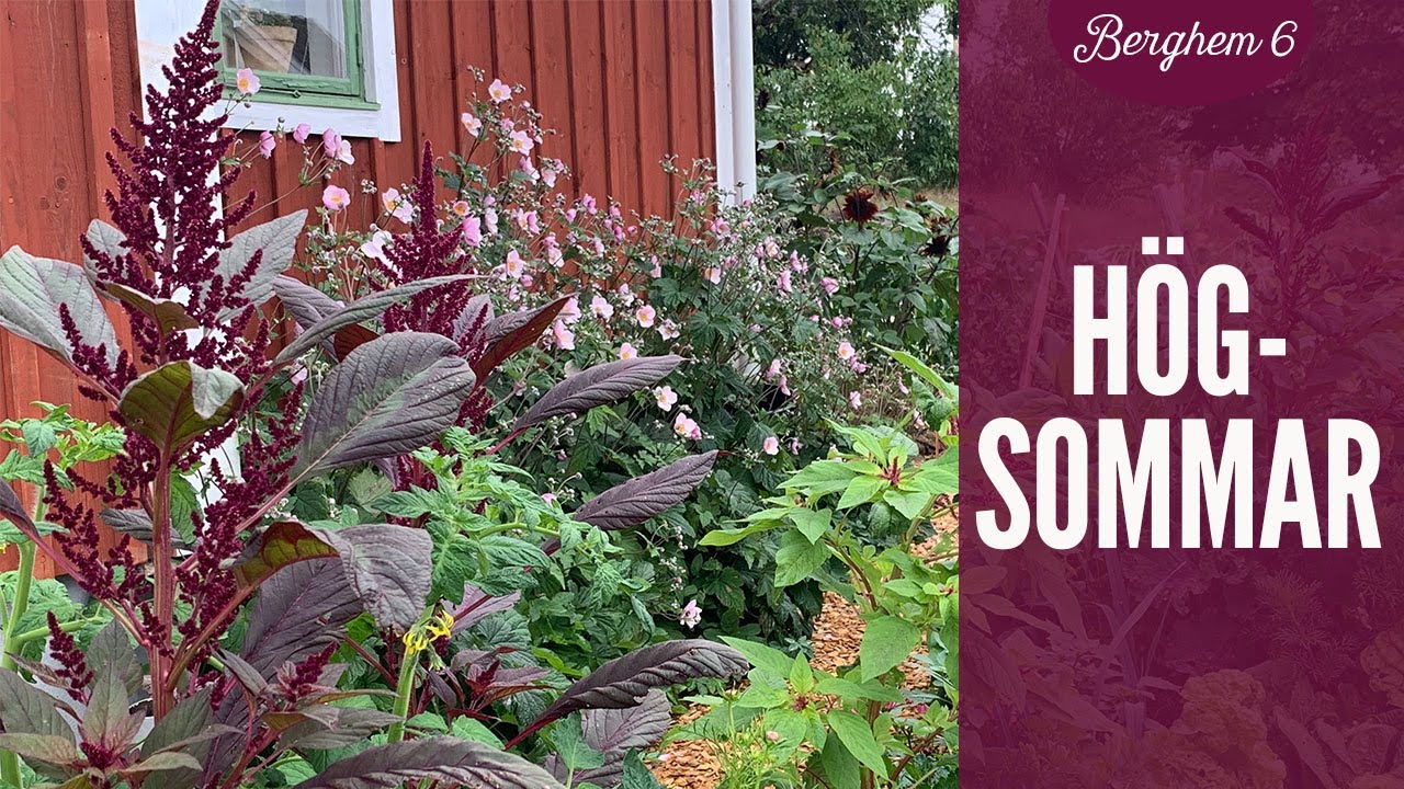Högsommar - Vlogg 6 Berghem