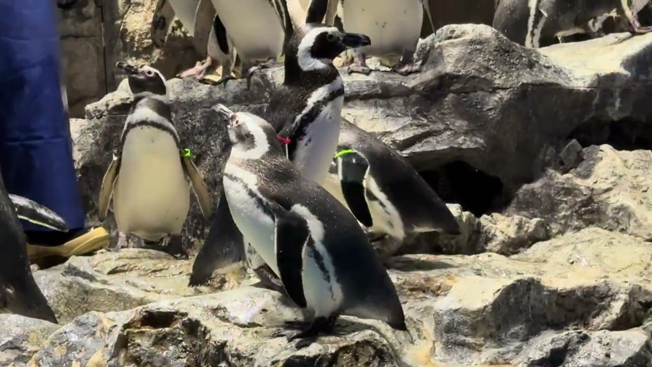 ここにいるさくらにあげたいんです