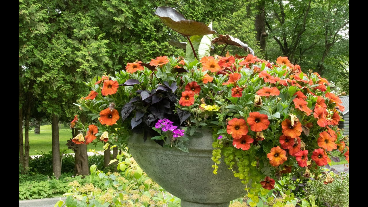 All the containers! | The Impatient Gardener