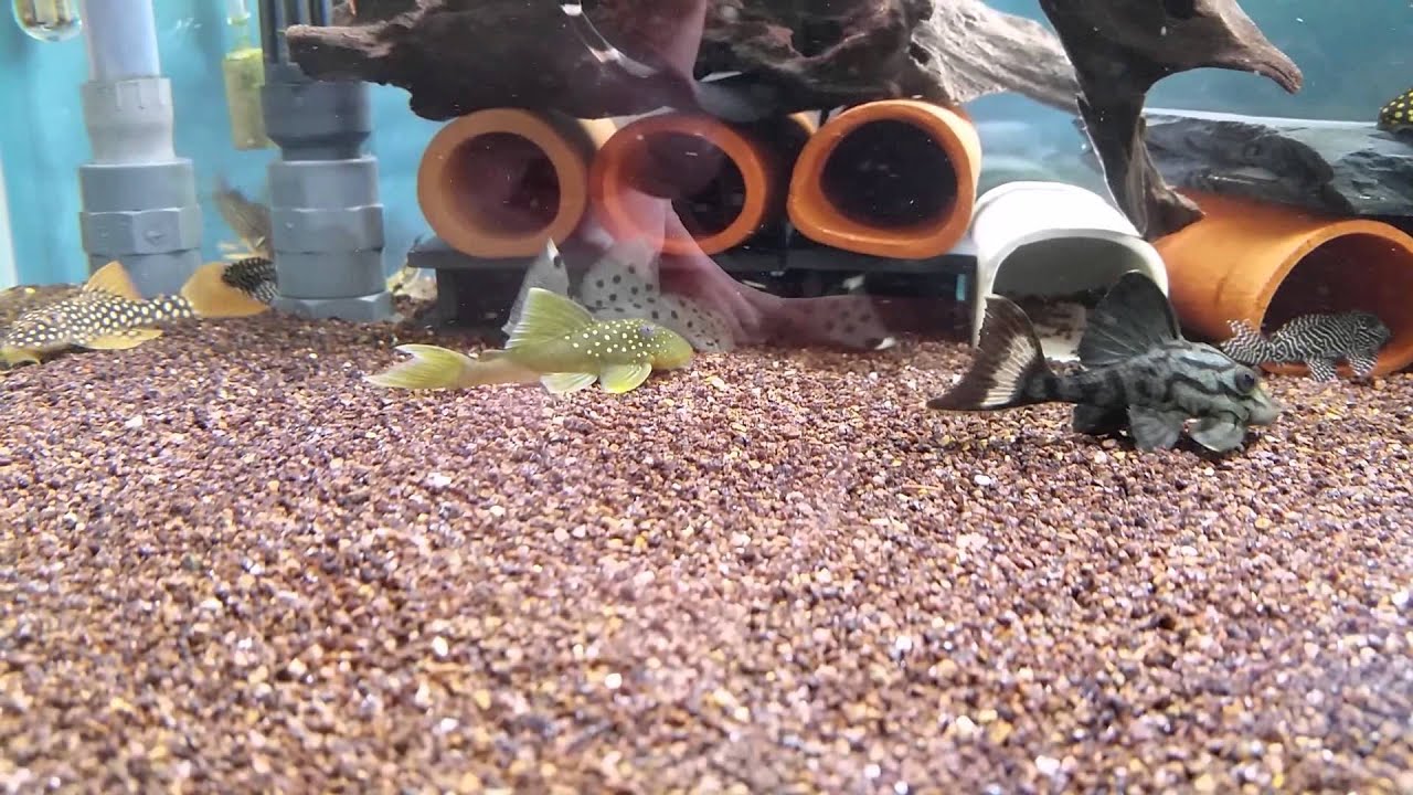 Discus and pleco tank