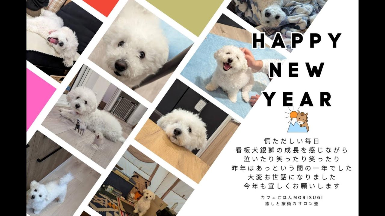 ギンジしつけ教室に通う
