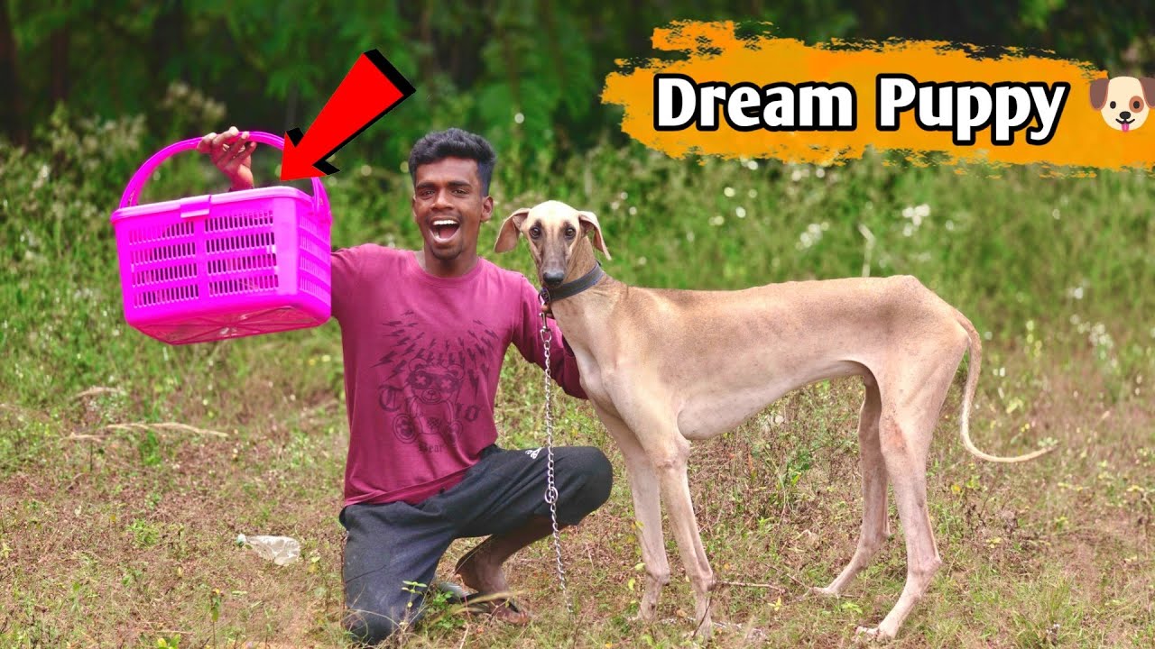 My Dream Puppy Is Finally Home🐶 🐾 | Indian Native Dog ❤️ - CHIPPIPPARAI
