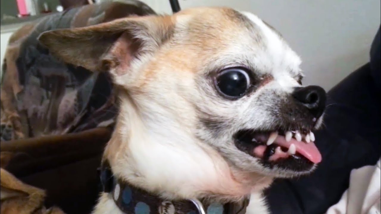 36 drôles de vidéos CHIEN de chihuahua en colère que vous pouvez 