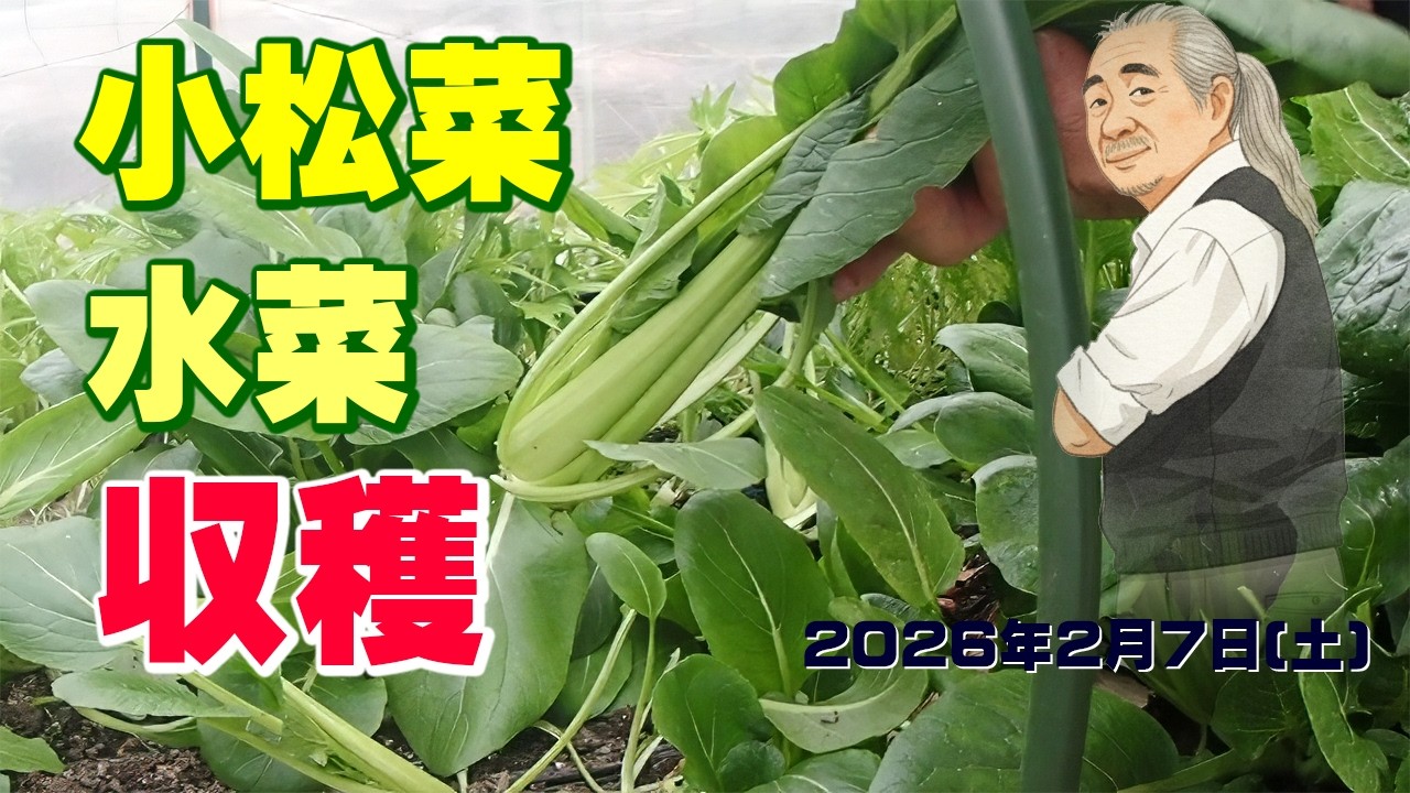 小松菜 水菜 収穫 冬野菜の収穫 葉物野菜は好きではないが、何とか食べてみよう。