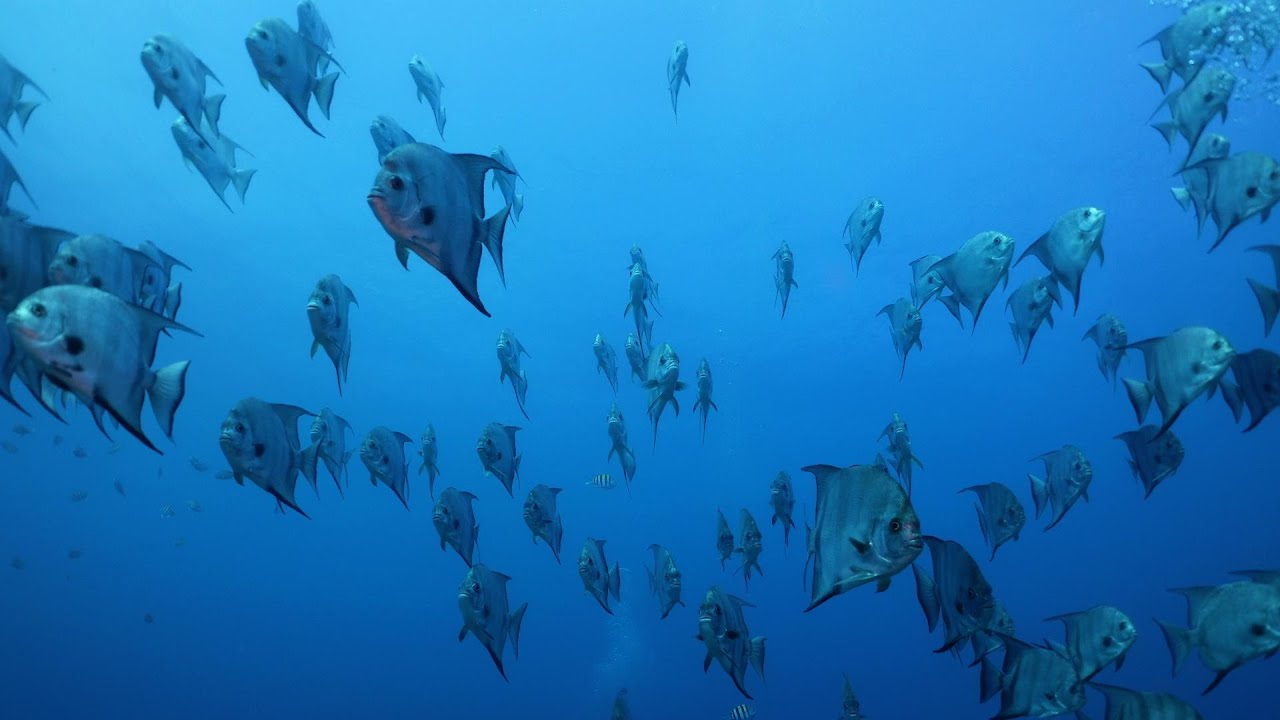 Riviera Beach Dives - December 30th, 2024