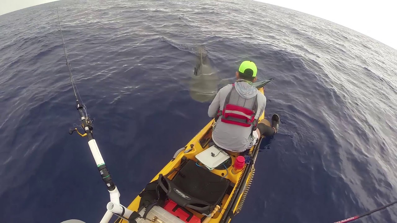 Original - Tiger Shark Bumps into Kayak while fishing in hawaii - Original Clip  #TigerSharkBUMP