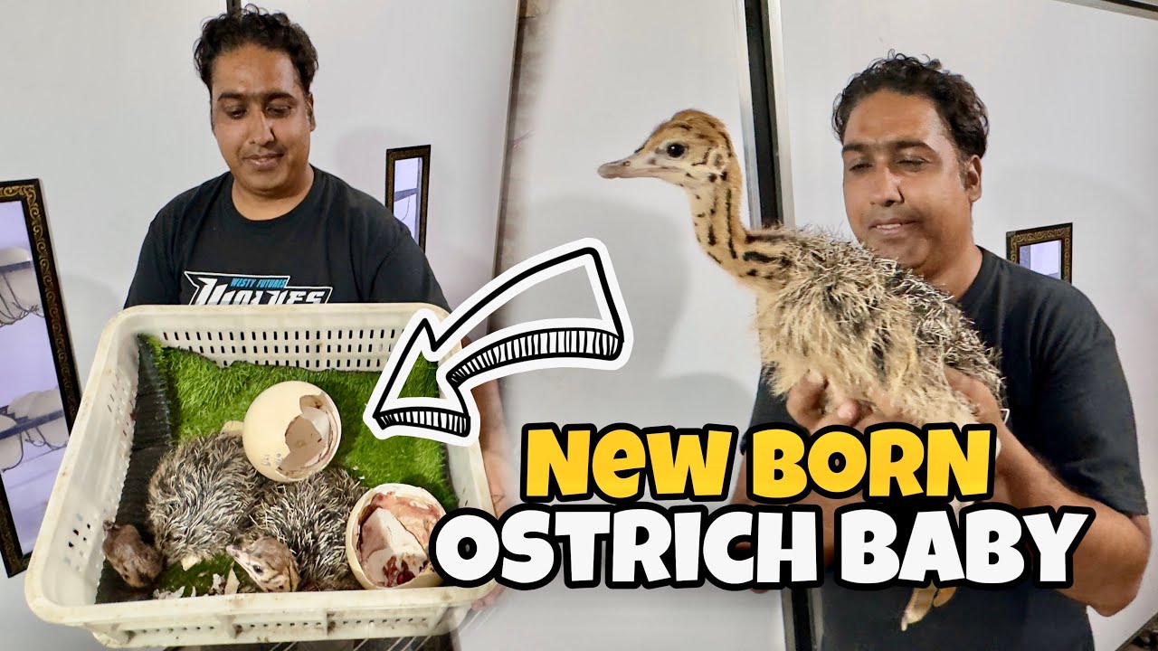 Ostrich Kay New Baby Nikal Aye | Pakistan Ostrich Farm Brand