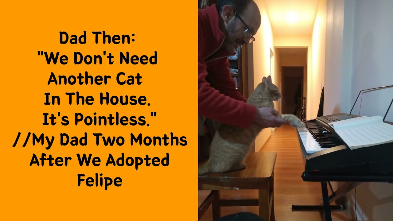 The Exact Moment Rescue Pets Realized They Found Home