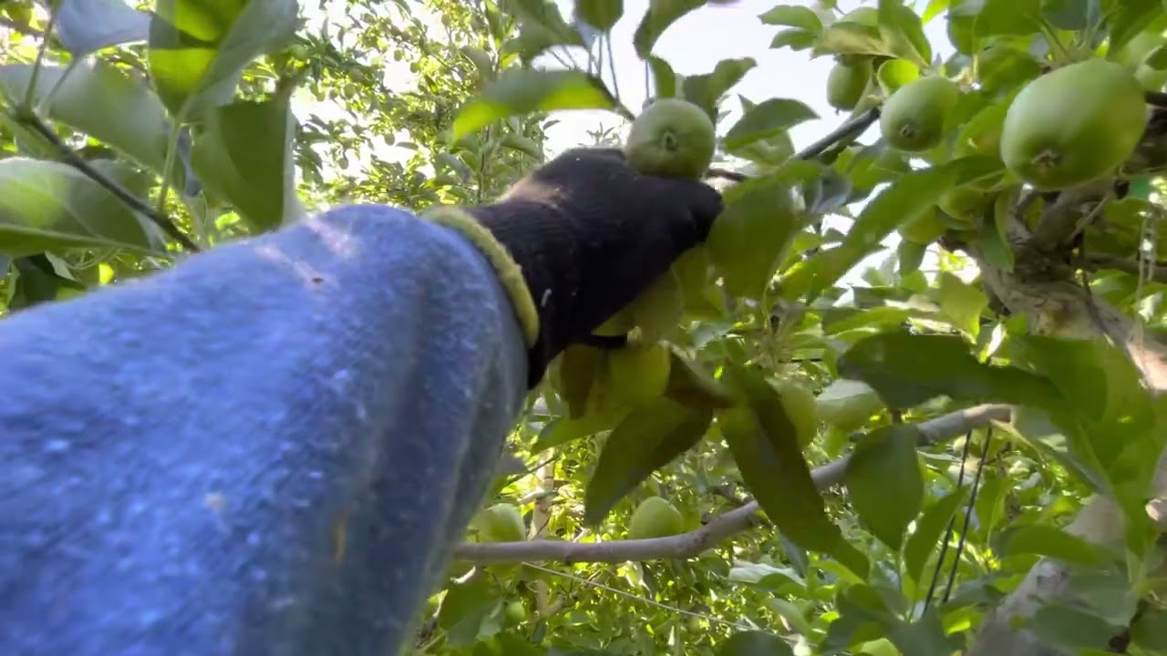 Descuatando manzana en Yakima Wa. Una pequeña demostración