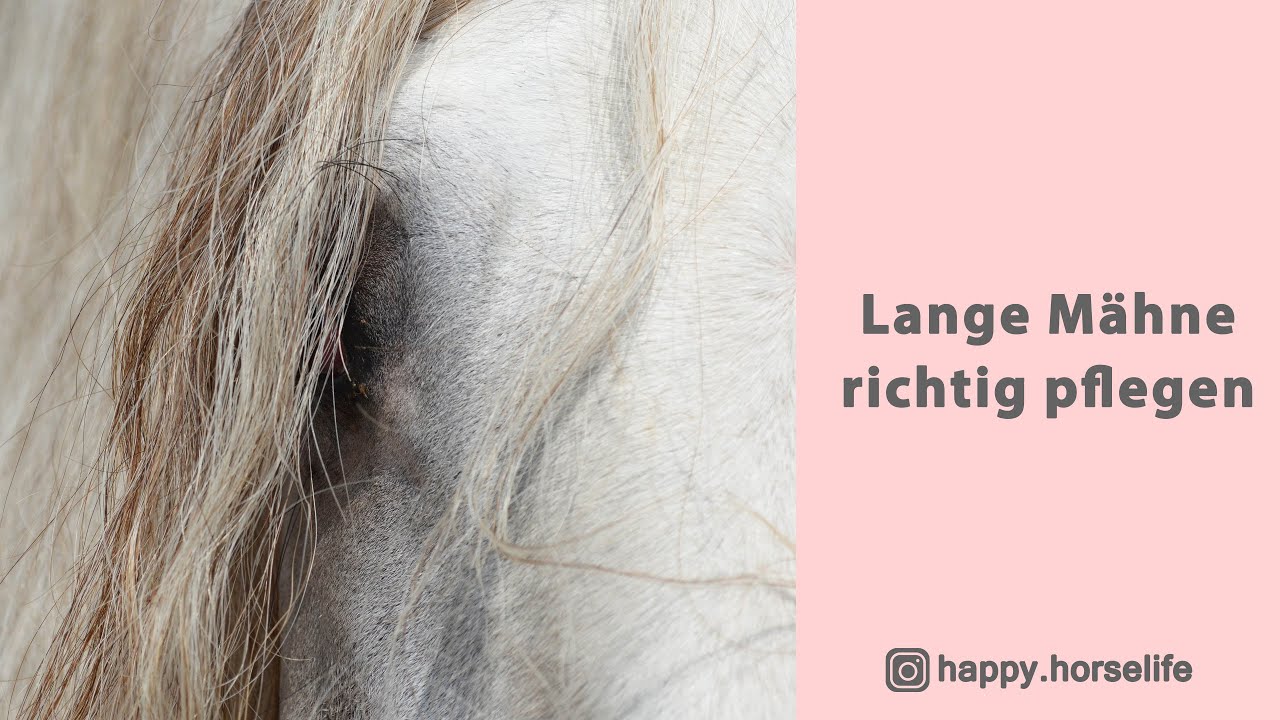 Lange Mähne richtig pflegen | Meine Tipps für eine volle Mähne | Pflege und Wachstum leicht gemacht