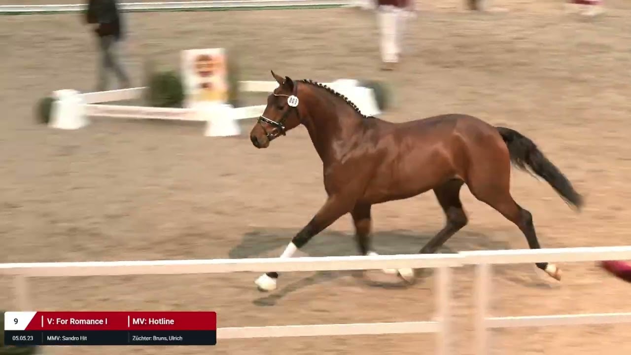 Kat. Nr. 9 Hengst v. For Romance I - Hotline *05.05.2023