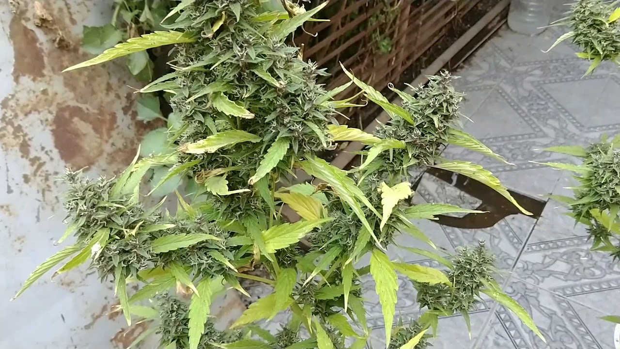 Seguimiento Frisian Duck ( Dutch Passion)    #Sativa #Dutchpassion #esquejes
