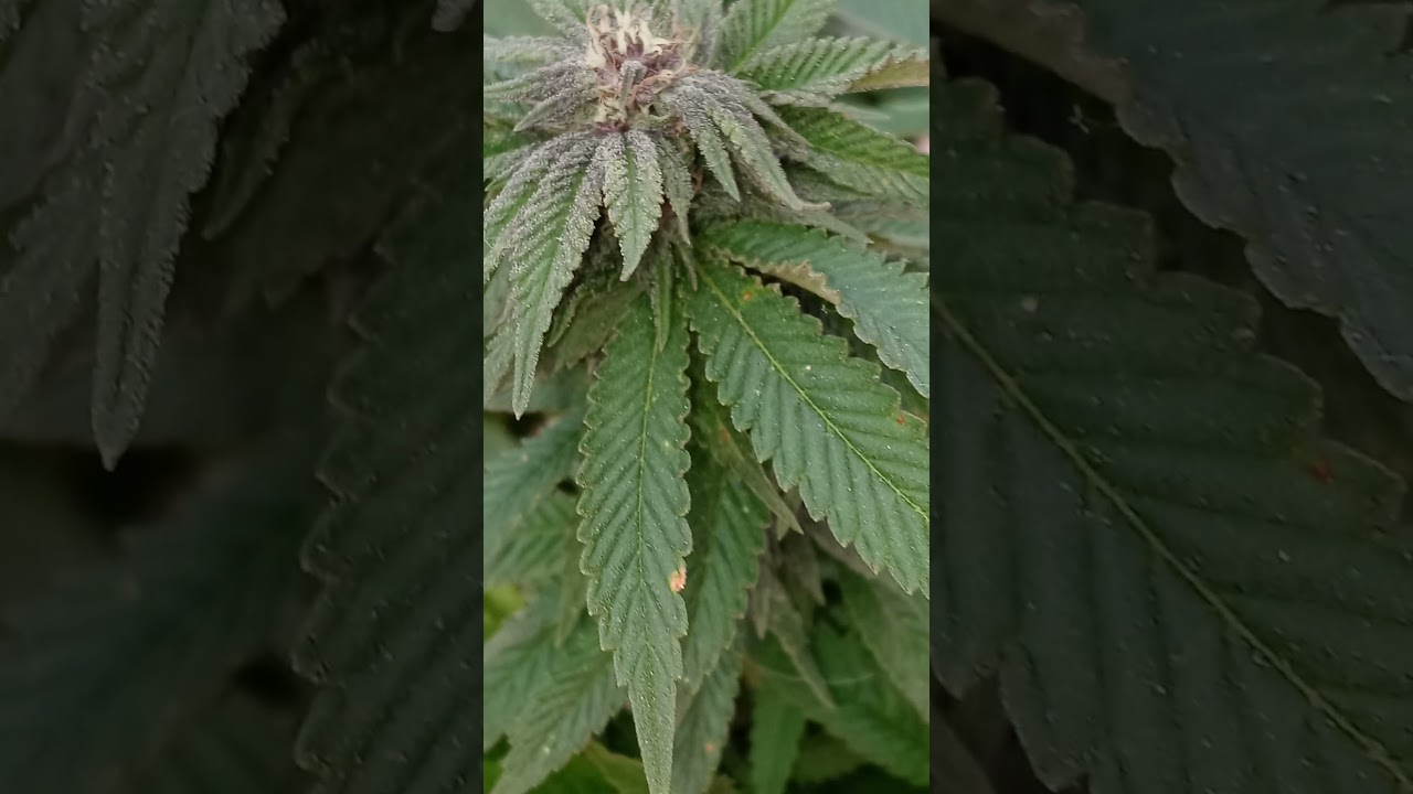 Grape pupil Day 15 of Flower