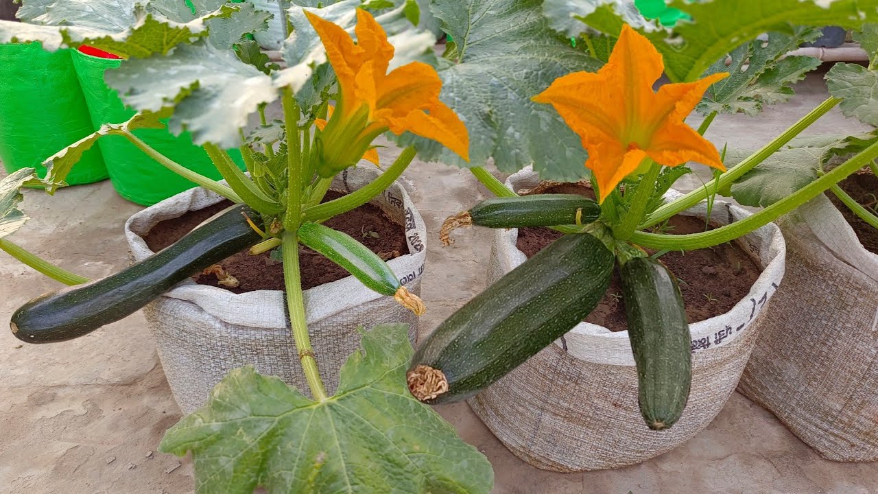 Zucchini Growing at Home | How To Plant & Grow Zucchini | at Home | Zucchini Growing Tips