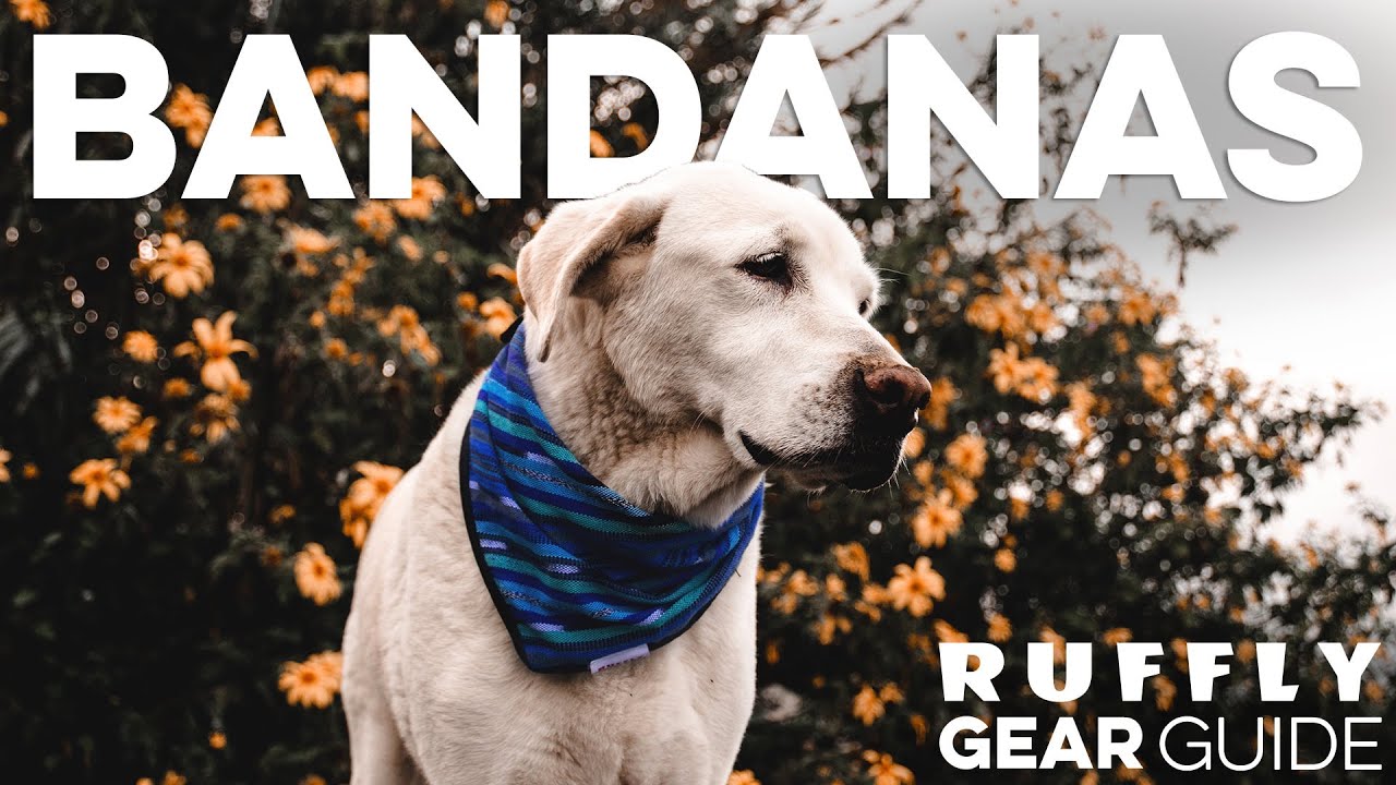 DOG BANDANA made from naturally dyed handwoven cotton!