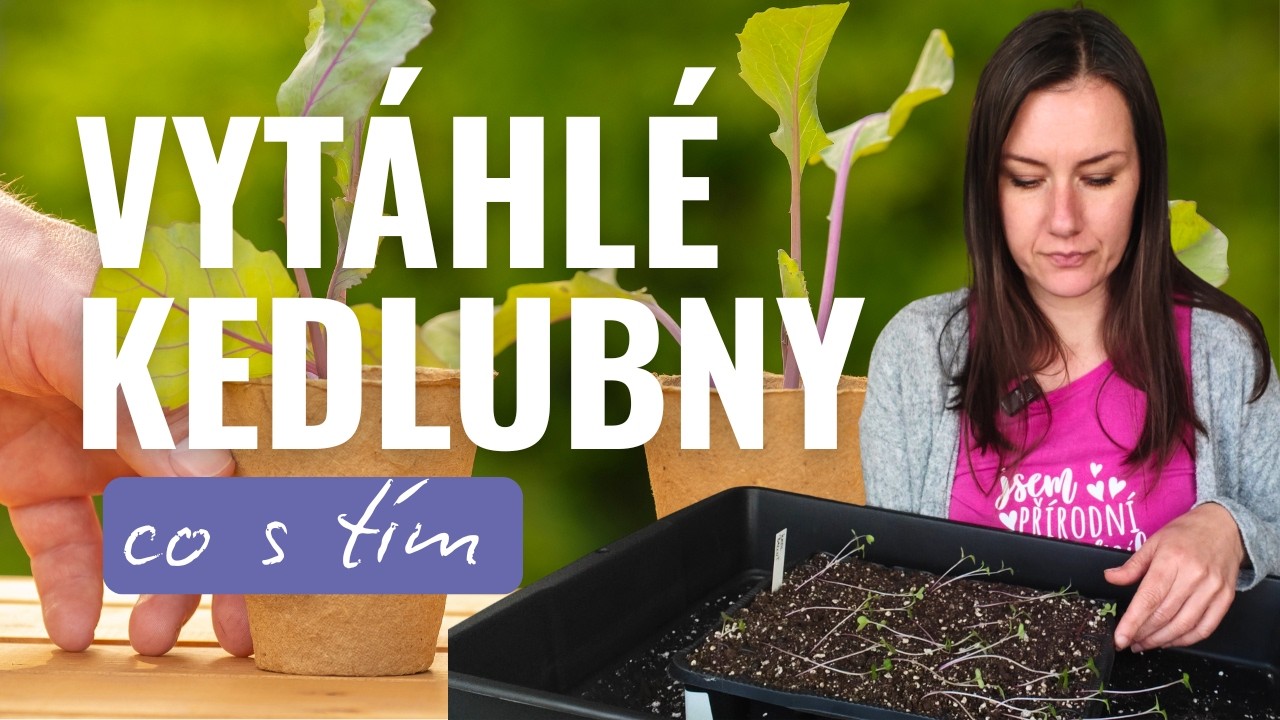 Kedlubny: co s vytáhlými sazenicemi?