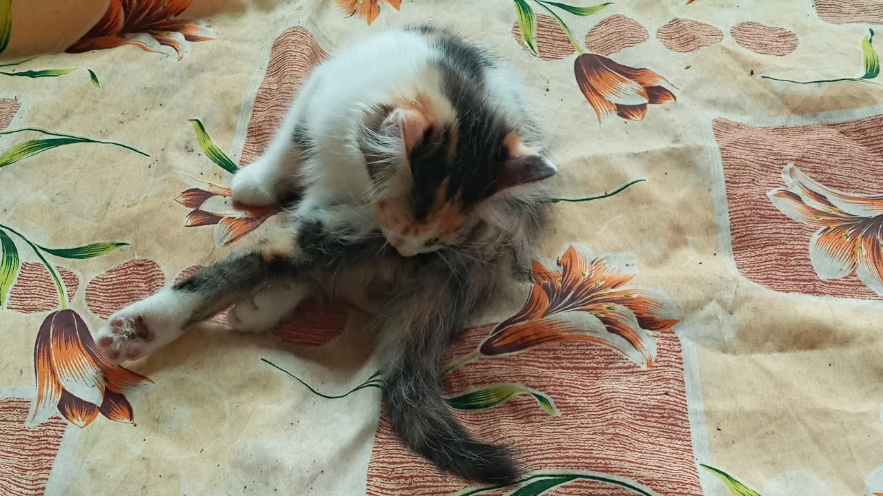 Cats & kittens are 859 & 768 & 694 & 611 & 510 & 493 & 445 & 369 & 254 & 216 & 116 &276 &210 &108&74