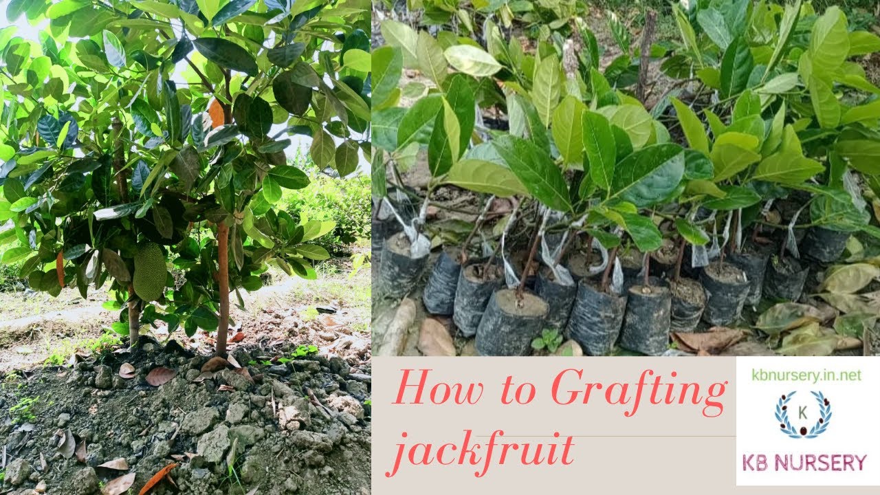 How to Graft a Jackfruit plant In Best Way || Jack Fruit Grafting Technique || KB NURSERY