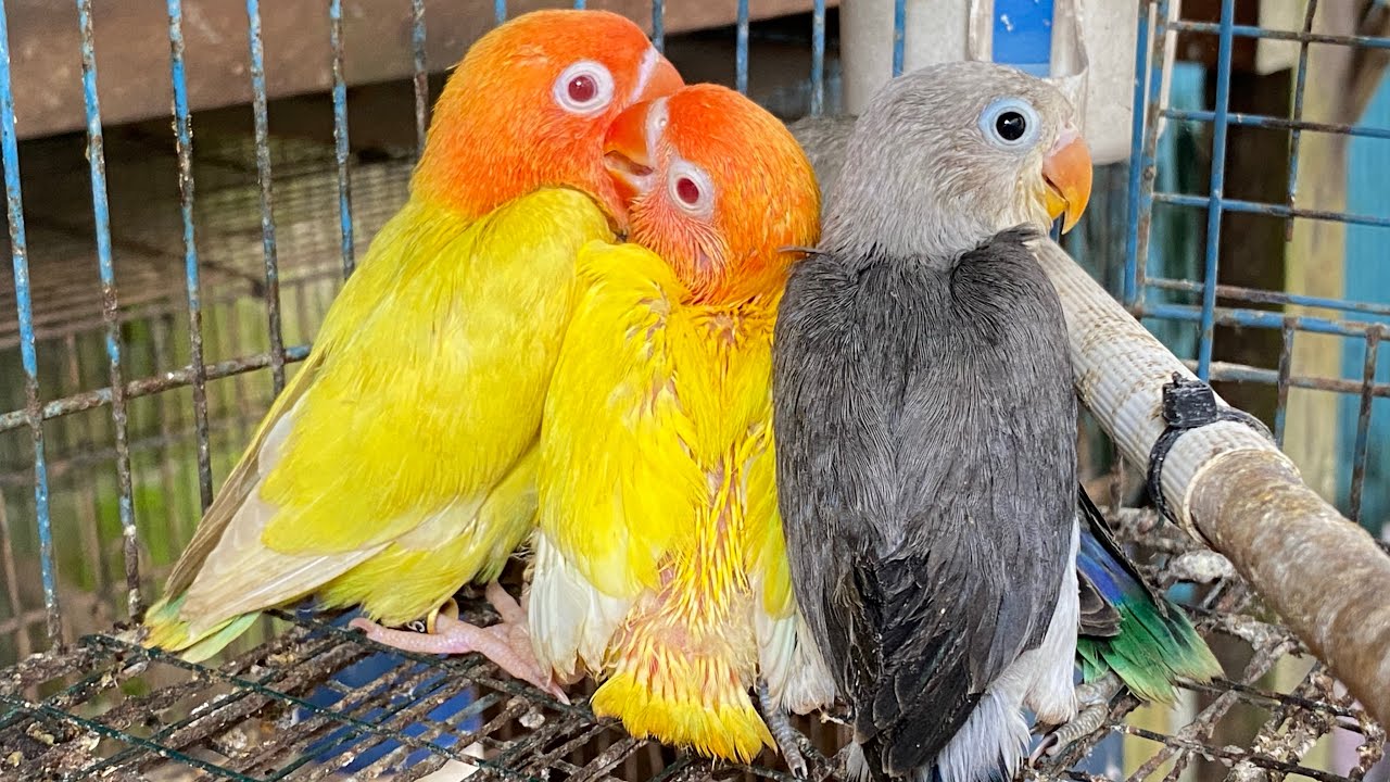 Genetik lovebird Aqua dan cara penurunannya