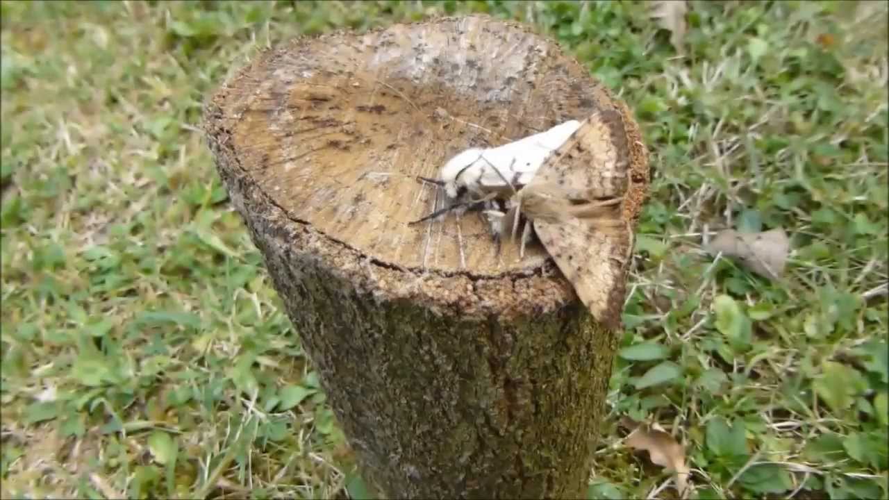 Bombyx disparate (L. dispar) attraction et accouplement, par Andr&eacute; Lequet (www.insectes-net.fr)