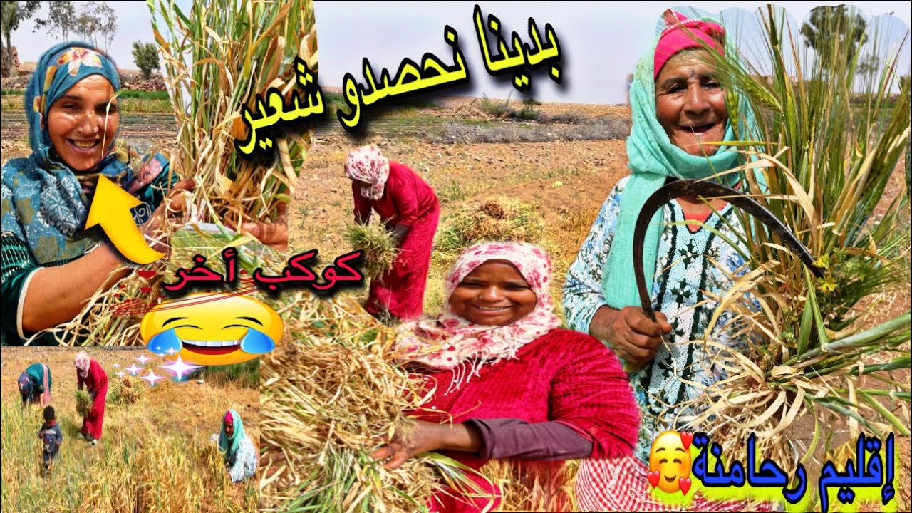 في البادية / أجيو تشوفو كيفاش كي دوز عندنا الحصاد😂اغاني لحصادة🤣لعريسات عياو شوهاتهم عكوزتهم 😂😅😂