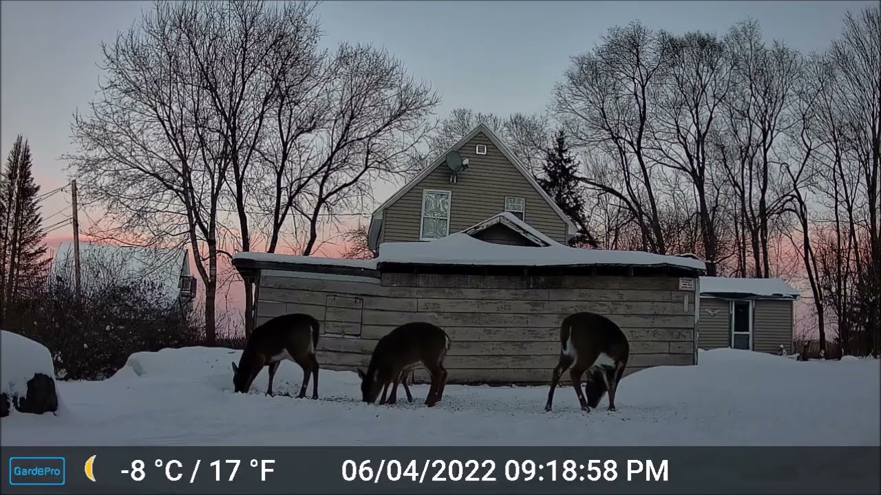 ASMR - Maine Highlands CritterCam.  Derby Hill Deer Soup Kitchen 12-23-25