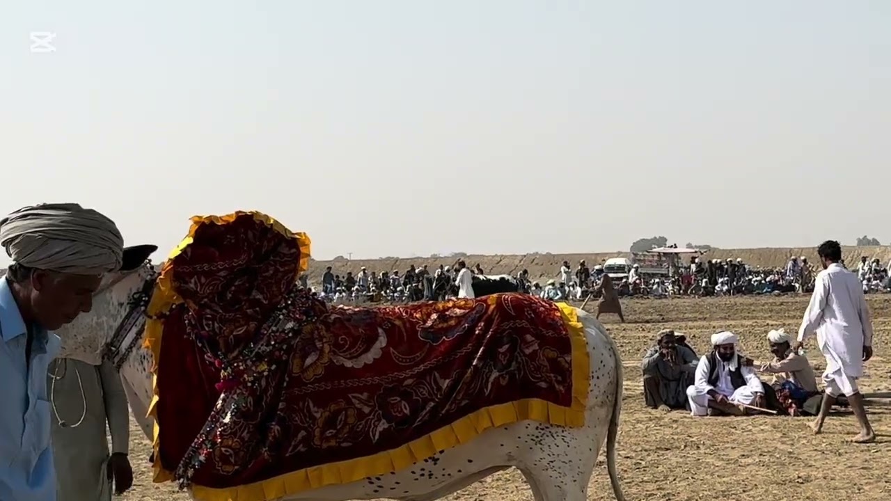 Bail Mela Rojhan 2025 my bull 🐂 (Part 2) 