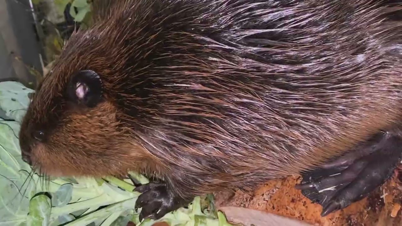 Curly & Pumpkin eat Brussels sprouts