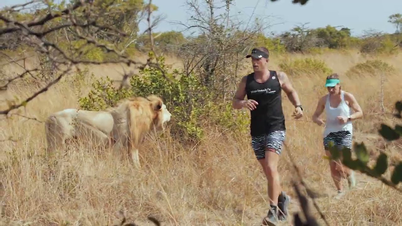 STIHL iMfolozi Outrun: Lion on Route