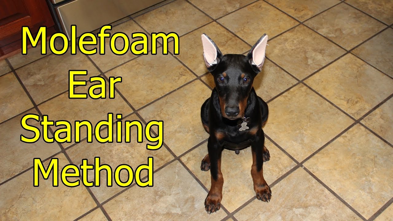 Doberman ear standing/bracing method