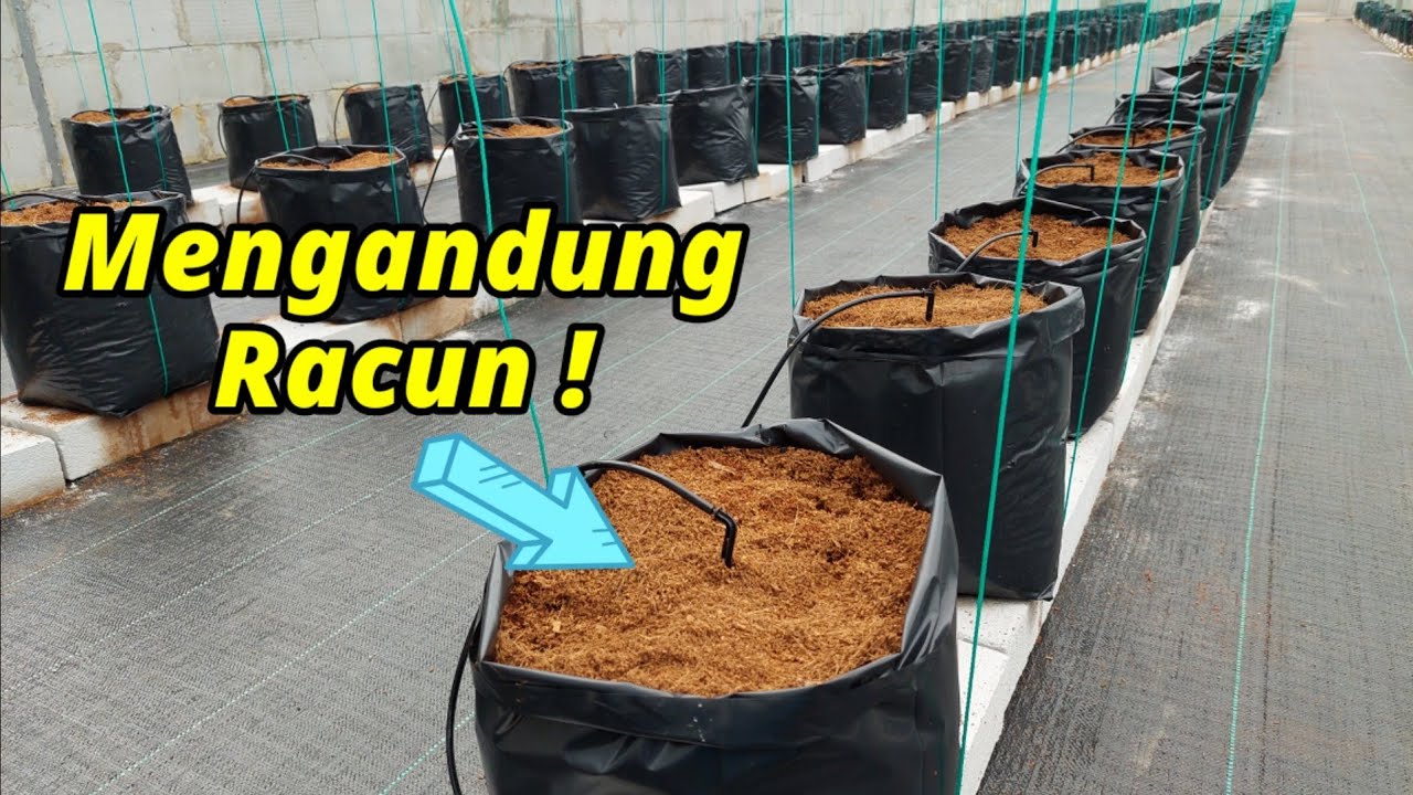 Tutorial lengkap MELON HIDROPONIK - Vlog 1 MEDIA TANAM