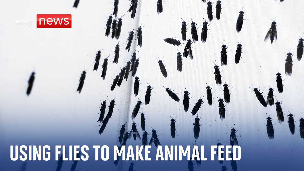 Using insects to make protein for animal feed