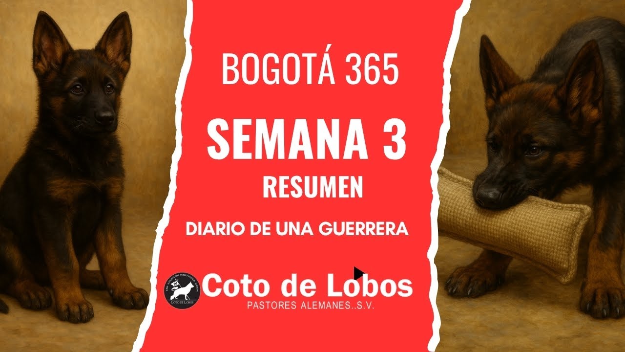 Semana 3 | Bogotá 365 🐾 Avances en obediencia, foco y rastreo técnico | Diario de una Guerrera
