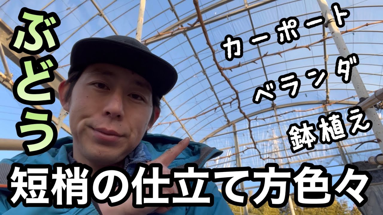 ぶどうの短梢栽培〜仕立て方を色々ご紹介〜