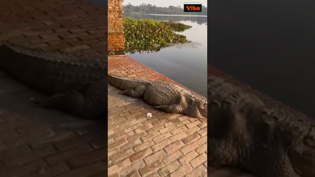 কুমিরের কুকুর টেনে নিয়ে যাওয়ার ভিডিও নিয়ে আমরা যা জানি সবটাই কি ভুল ? | Vibe News