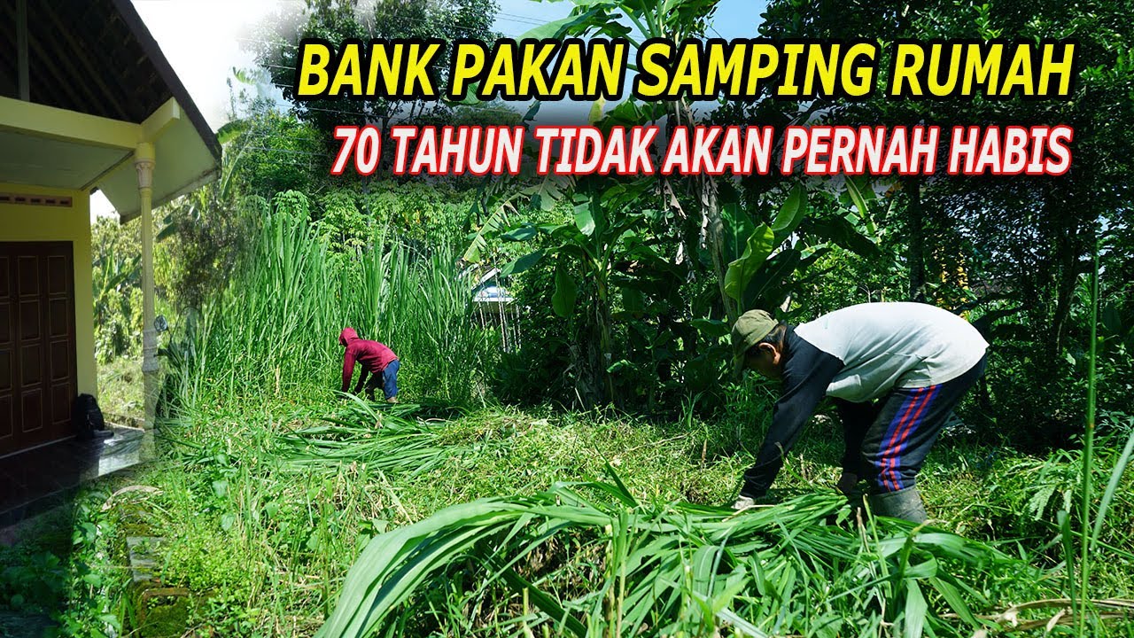 BANK PAKAN SAMPING RUMAH ! 70 TAHUN TIDAK AKAN PERNAH HABIS