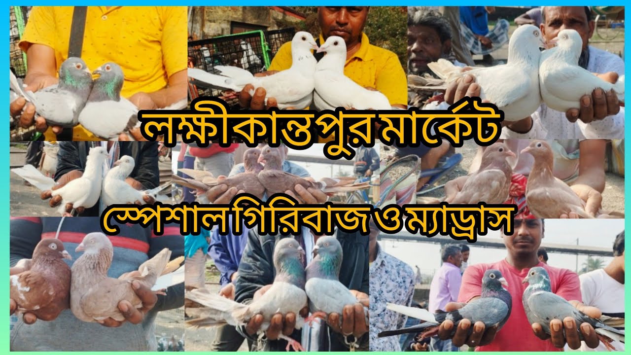 লক্ষ্মীকান্তপুর হাটে গরম শুরুতে জেনে নিন পায়রার দামLakhikantapur Pigeon Market Season- 2026