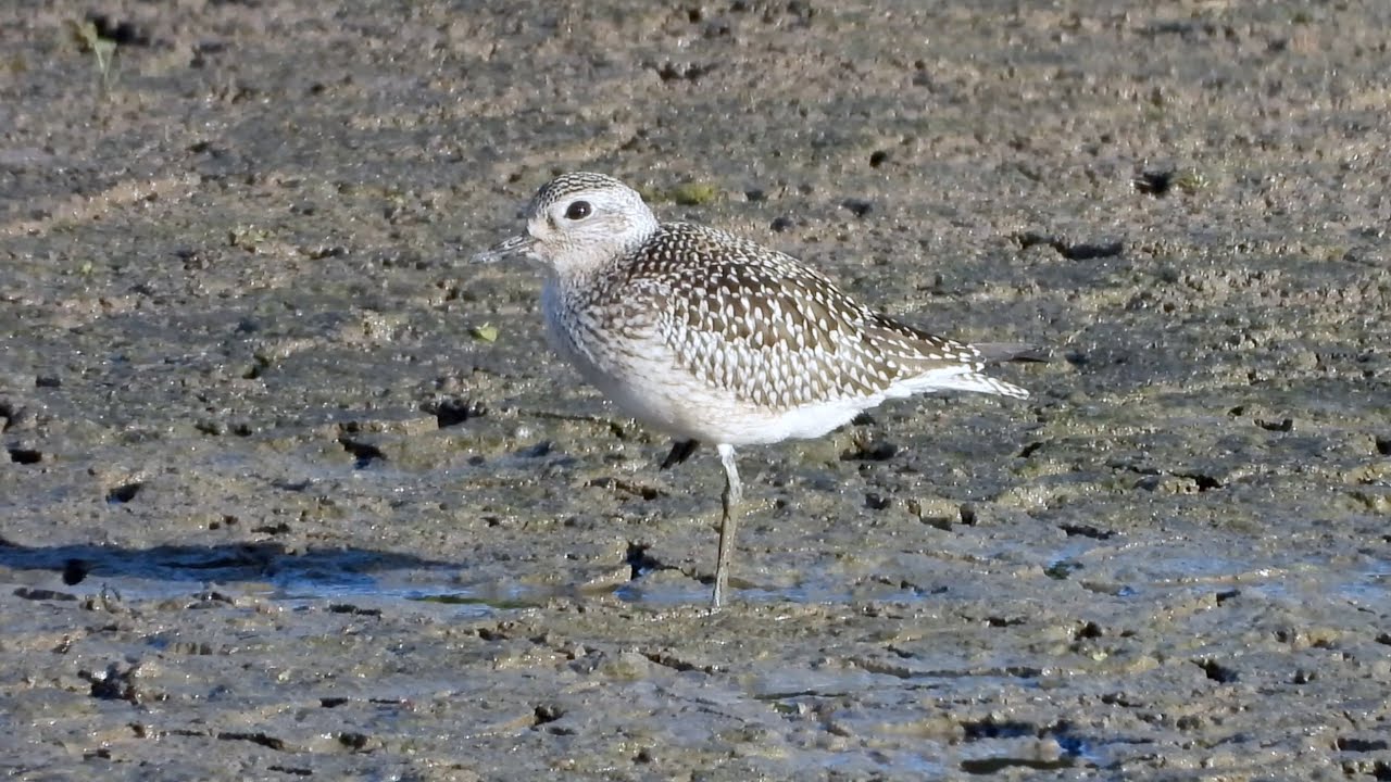 Goldcliff Birding 140 with Grey Plover.