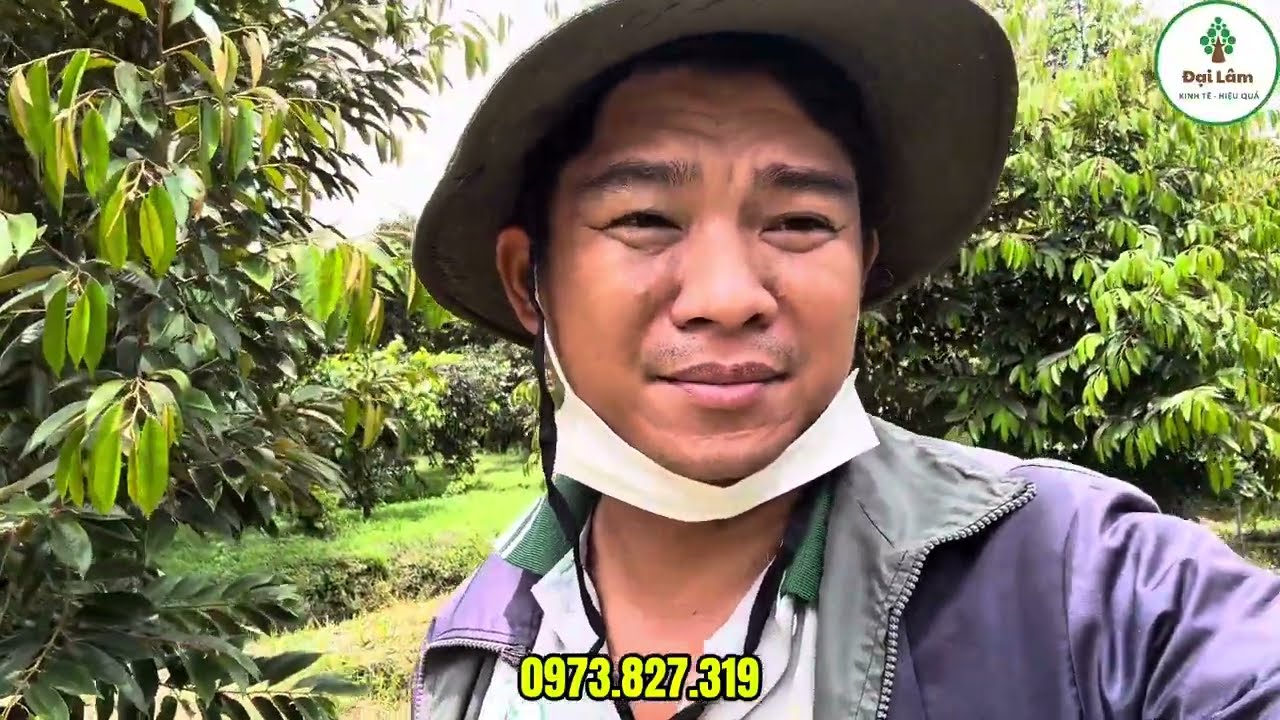 Những việc không nên làm trước khi tạo mầm làm bông sầu riêng