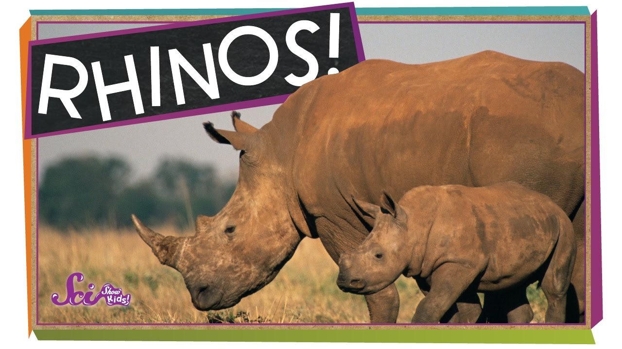 Save the Rhinos! | Animal Science for Kids