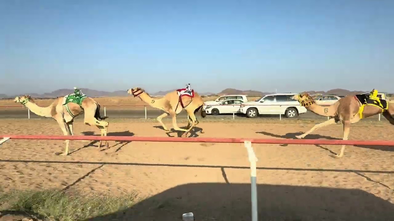 سباق الميادين 5 شوط 2 جذاع  قعدان 5كم عنيد لـ مشبب محمد القحطاني
