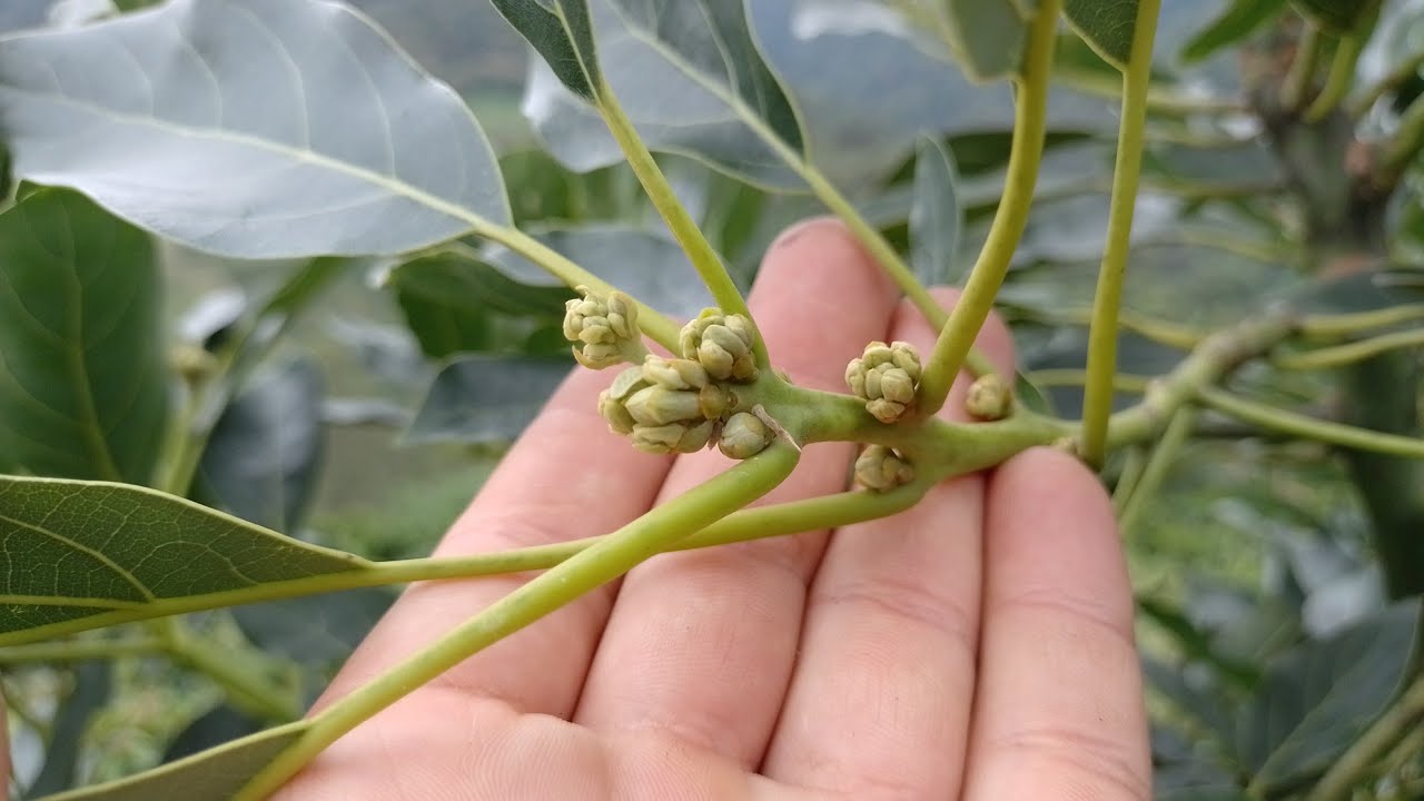 AVOCADO Nutrientes necesarios para el aguacate  en  prefloracion.